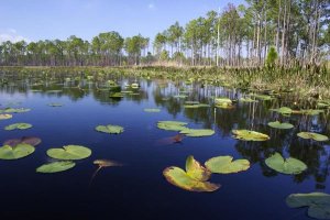 Scott Leslie - Lake with lily pads, southern Florida
