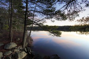 Scott Leslie - Forest along lake shore at sunset, Kejimkujik National Park, Nova Scotia, Canada