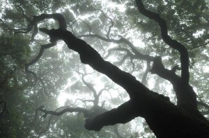 Albert Lleal - Macaronesian Laurel relict forest, Tenerife, Canary Islands, Spain