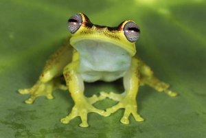 Thomas Marent - Treefrog at night, Colombia