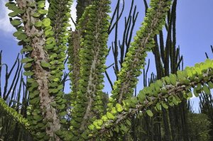 Thomas Marent - Madagascan Ocotillo, Spiny Forest, Berenty Private Reserve, Madagascar