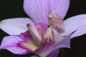 Thomas Marent - Orchid Mantis female mimicking a pink flower, Cameron highlands near Tapah in West Malaysia