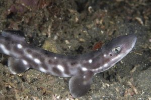 Colin Marshall - Coral Catshark , Lembeh Island, Sulawesi, Indonesia