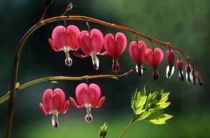 Jef Meul - Bleeding Heart flowers