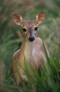 Claus Meyer - Marsh or Swamp Deer portrait, Pantanal ecosystem, Brazil