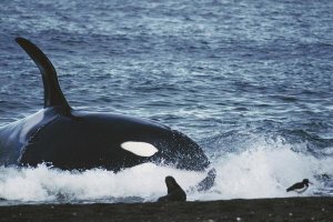 Hiroya Minakuchi - Orca hunting South American Sea Lion group by beaching itself, Peninsula Valdez, Argentina