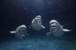 Hiroya Minakuchi - Beluga whale trio blowing toroidal bubble rings, Shimane Aquarium, Japan