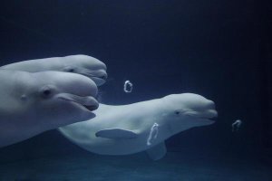 Hiroya Minakuchi - Beluga whale trio blowing toroidal bubble rings, Shimane Aquarium, Japan