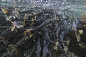 Hiroya Minakuchi - Pink Salmon spawning mass, Prince William Sound, Alaska