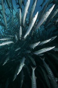 Hiroya Minakuchi - Chevron Barracuda school, Sipadan Island, Celebes Sea, Borneo, Malaysia