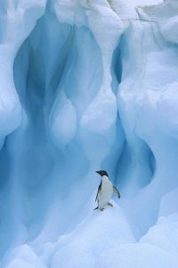 Colin Monteath - Adelie Penguin on iceberg, South Shetland Islands, Antarctic Peninsula