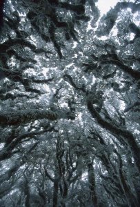 Colin Monteath - Autumn snow on Beech trees, Routeburn Track, Mt Aspiring National Park, New Zealand