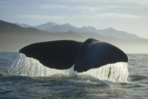 Flip Nicklin - Sperm Whale tail, New Zealand