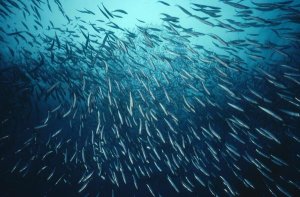 Flip Nicklin - California Grunion schooling, California