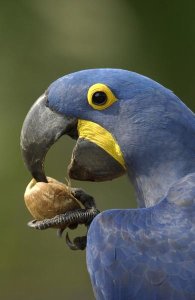 Pete Oxford - Hyacinth Macaw in Cerrado habitat cracking open a Piassava Palm nut to drink the milk, Brazil