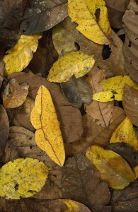 Pete Oxford - Imperial Moth camouflaged in leaf litter in rainforest, Yasuni National Park, Ecuador