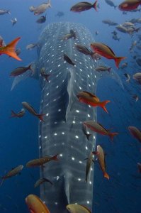 Pete Oxford - Whale Shark swimming with other tropical fish, Galapagos Islands, Ecuador