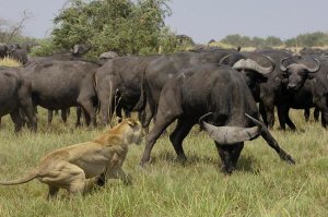 Pete Oxford - African Lion fending off Cape Buffalo, Africa