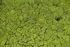 Pete Oxford - Rainforest, Iwokrama Rainforest Reserve, Guyana