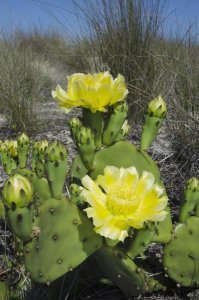 Pete Oxford - Opuntia cactus flowering, Little St. Simon's Island, Georgia