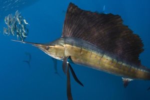 Pete Oxford - Atlantic Sailfish hunting Round Sardinella, Isla Mujeres, Mexico