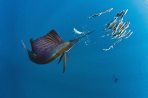 Pete Oxford - Atlantic Sailfish hunting Round Sardinella, Isla Mujeres, Mexico