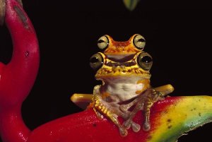 Pete Oxford - Chachi Tree Frog pair, Cotacachi-Cayapas Reserve, northwest Ecuador