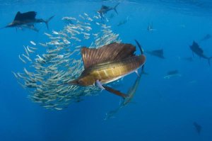 Pete Oxford - Atlantic Sailfish group hunting Round Sardinella, Isla Mujeres, Mexico