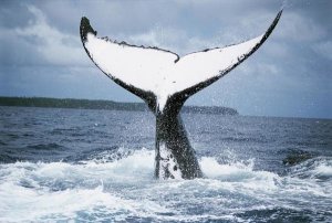 Mike Parry - Humpback Whale tail, Tonga