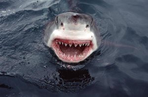 Mike Parry - Great White Shark at surface, South Australia