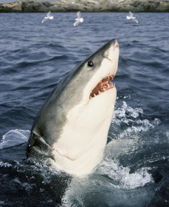 Mike Parry - Great White Shark at surface, Neptune Islands, Australia