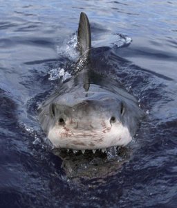 Mike Parry - Great White Shark at surface, Cape Province, South Africa