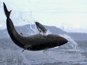 Mike Parry - Great White Shark leaping out of water to catch seal, False Bay, South Africa