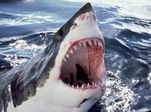 Mike Parry - Great White Shark at surface with open mouth, Neptune Islands, Australia. Digitally enhanced.