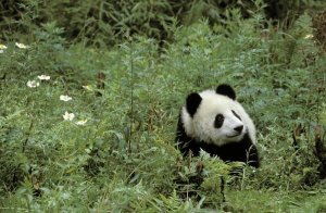 Fritz Polking - Giant Panda year old male, Wolong Valley, Himalayas, China