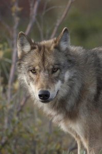 Michael Quinton - Gray Wolf portrait, Alaska