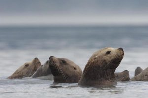 Michael Quinton - Steller's Sea Lion group, Alaska