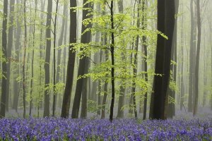 Silvia Reiche - Bluebell carpet in the forest