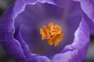 Silvia Reiche - Dutch Crocus flower, Hoogeloon, Netherlands