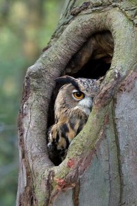 Rob Reijnen - Eurasian Eagle-Owl looking out from a tree cavity, Netherlands