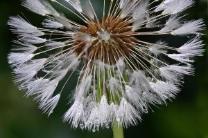 Jogchum Reitsma - Dandelion seedhead