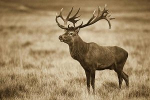 Willi Rolfes - Red Deer stag, Cogenhagen, Denmark