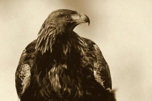 Willi Rolfes - Golden Eagle portrait, Lauvsnes, Norway