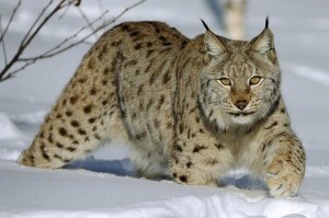 Willi Rolfes - Eurasian Lynx in snow, Flatanger, Norway