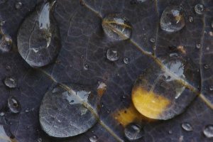 Willi Rolfes - Water drops on a leaf, Goldenstedt, Lower Saxony, Germany