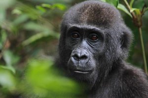 Cyril Ruoso - Orphan Gorilla, Gabon