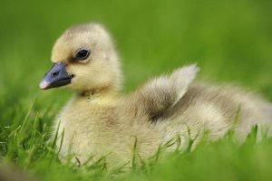 Cyril Ruoso - Greylag Goose gosling, Austria