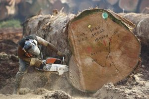 Cyril Ruoso - Logger cutting trunk of rainforest tree, Cameroon