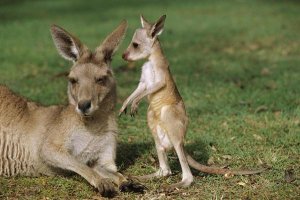 Cyril Ruoso - Eastern Grey Kangaroo mother with joey, Australia