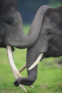 Cyril Ruoso - Asian Elephant pair playing, Way Kambas National Park, Sumatra, Indonesia